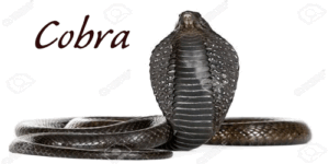 COBRA